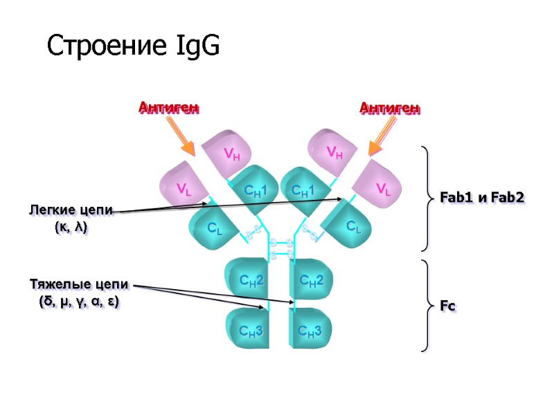 VL CH3 S S S S CH3 CL S S CH1 CH2 CH2 S